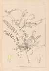 Herbier de la flore française Pl.0418
