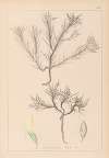 Herbier de la flore française Pl.0420