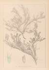 Herbier de la flore française Pl.0421