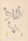 Herbier de la flore française Pl.0422