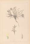 Herbier de la flore française Pl.0423