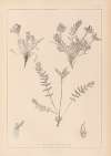 Herbier de la flore française Pl.0424