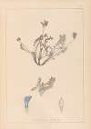 Herbier de la flore française Pl.0425