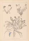 Herbier de la flore française Pl.0426