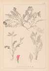 Herbier de la flore française Pl.0427