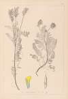 Herbier de la flore française Pl.0428