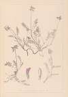 Herbier de la flore française Pl.0429