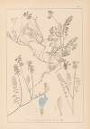 Herbier de la flore française Pl.0431
