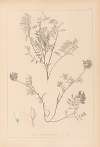 Herbier de la flore française Pl.0432