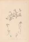 Herbier de la flore française Pl.0433