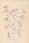 Herbier de la flore française Pl.0435