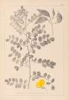 Herbier de la flore française Pl.0436