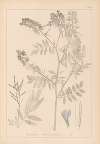 Herbier de la flore française Pl.0438