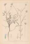 Herbier de la flore française Pl.0440