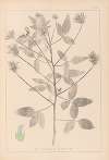 Herbier de la flore française Pl.0441
