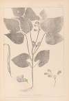 Herbier de la flore française Pl.0442