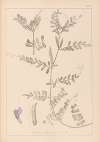 Herbier de la flore française Pl.0443