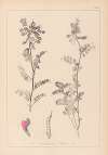 Herbier de la flore française Pl.0444