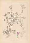 Herbier de la flore française Pl.0449
