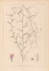 Herbier de la flore française Pl.0453