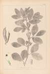 Herbier de la flore française Pl.0457