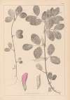 Herbier de la flore française Pl.0458
