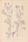 Herbier de la flore française Pl.0464