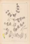 Herbier de la flore française Pl.0468