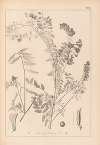 Herbier de la flore française Pl.0469