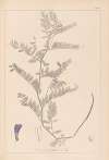 Herbier de la flore française Pl.0471