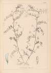 Herbier de la flore française Pl.0482