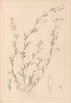 Herbier de la flore française Pl.0486