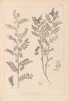 Herbier de la flore française Pl.0490