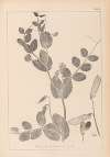 Herbier de la flore française Pl.0491