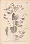 Herbier de la flore française Pl.0492