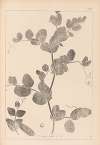 Herbier de la flore française Pl.0493