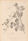 Herbier de la flore française Pl.0494