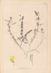 Herbier de la flore française Pl.0499