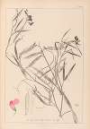 Herbier de la flore française Pl.0505