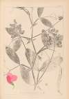 Herbier de la flore française Pl.0507