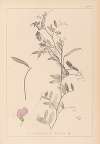 Herbier de la flore française Pl.0509
