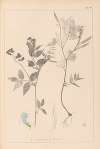 Herbier de la flore française Pl.0511