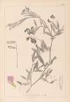 Herbier de la flore française Pl.0515