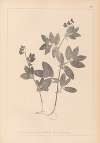Herbier de la flore française Pl.0518