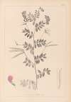 Herbier de la flore française Pl.0519