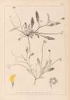 Herbier de la flore française Pl.0528