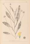 Herbier de la flore française Pl.0529