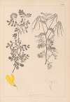 Herbier de la flore française Pl.0531
