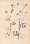 Herbier de la flore française Pl.0533