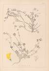 Herbier de la flore française Pl.0535